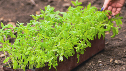 Woman's hand stroking green seedlings in container on street in windy weather. Unrecognizable person gently touching saplings growing in pot in garden.