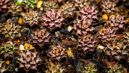 Gymnocalycium cactus seedlings with narrow depth of field