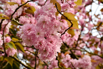 Closeup of pink cherry blossoms, England, UK
