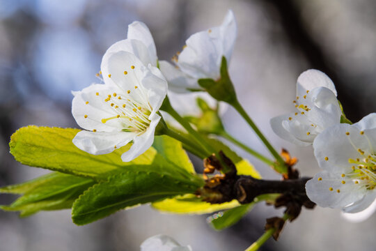 Spring flowers bloom in April