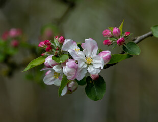 tree blossom