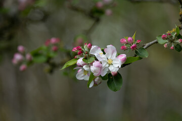pink blossom in spring