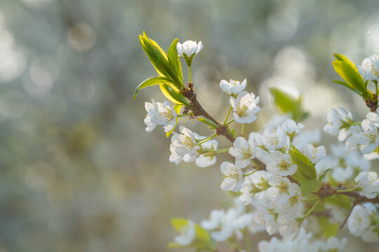 Spring flowers bloom in April