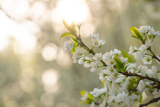 Spring flowers bloom in April