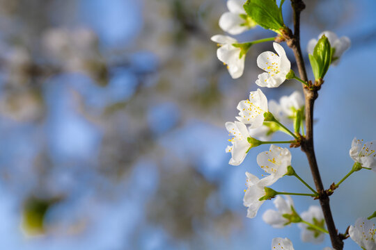 Spring flowers bloom in April