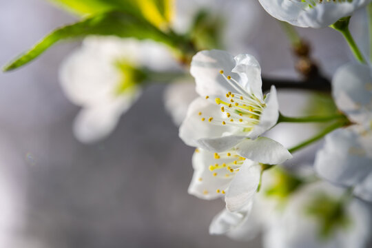 Spring flowers bloom in April