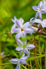 Naklejka premium 綺麗な花びらのハナニラ