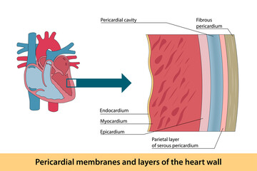 Pericardial membranes and layers of the heart wall