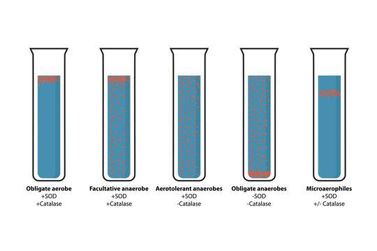 Growth rate of bacteria at different oxygen concentration. 