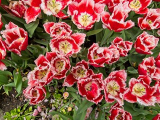 Fototapeta premium Multi-colored tulips on the flowerbed