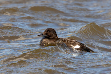The velvet scoter (Melanitta fusca), also called a velvet duck. Sea duck during a migration on lake 
