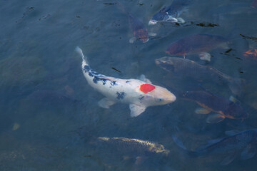 koi fish in a pond