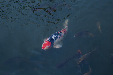 Obraz na płótnie Canvas koi fish in the water
