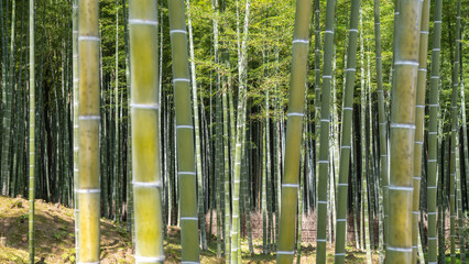 Shine of bamboo forest