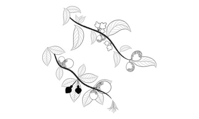 Guava fruit with leaves coloring page | food vintage sketch coloring page Black and white with line art on white backgrounds.