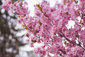 Gorgeous pink flowers beautiful sakura close up cherry blossom with blue sky in botanic garden in spring time blurred background.