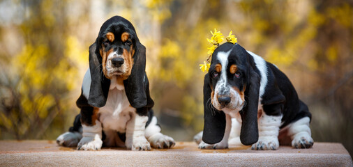 Cute basset hound puppy - obrazy, fototapety, plakaty