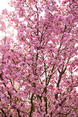 Gorgeous pink flowers beautiful  sakura close up cherry blossom with blue sky in botanic garden in spring time blurred background. Vertical