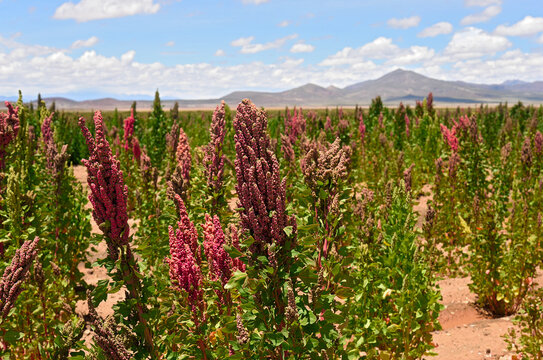 Quinoa Field In Andean Region