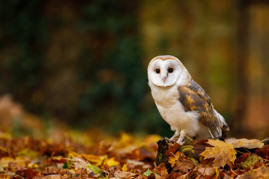Owl in autumn. Barn owl, Tyto alba, perched in colorful fallen maple and oak leaves. Beautiful owl in autumn nature. Wildlife portrait. Attractive animal mood scene. Owl with a heart-shaped face.