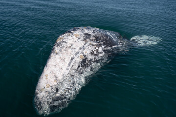 Closeup view of Gray whale, Eschrichtius robustus at Guerrero negro, Mexico - 500138800