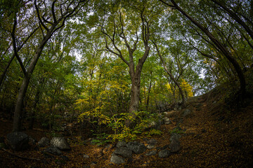 Obraz premium trees in the woods