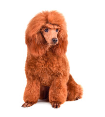 Puppy of red toy poodle