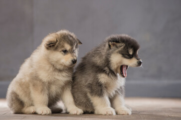 Portrait of one month old alaskan malamute puppys closeup in studio