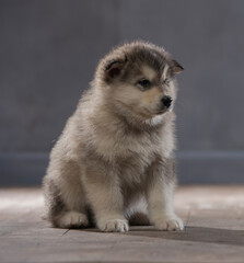 Portrait of one month old alaskan malamute puppys closeup in studio
