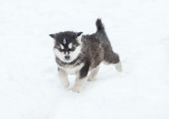 Alaskan Malamute puppy one month old on white close-up portrait