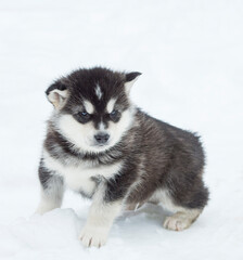 Obraz premium Alaskan Malamute puppy one month old on white close-up portrait