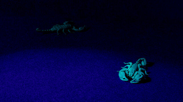 Ultra Violet Scorpions (Euscorpius sallentinus) 365nm UV Light