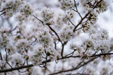 Beautiful Cherry Blossoms Flowers in Washington DC. Wonderful Spring Weather with traveling tourists having fun going outdoors.