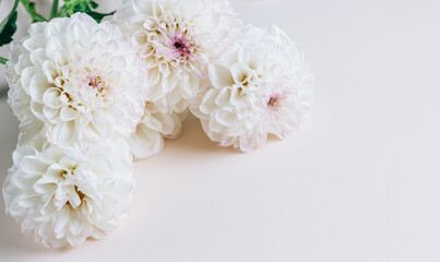 White dahlia flower on a beige background. Springtime concept.