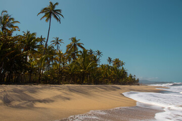 Selva tropical al lado de la playa
