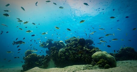 Fototapeta premium Underwater photo of coral reef. From a scuba in Thailand. 