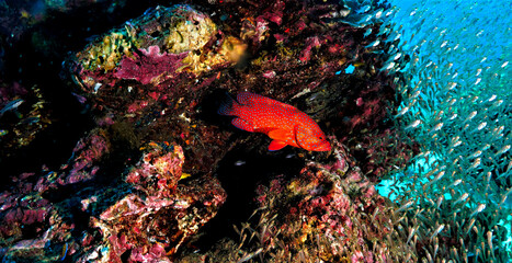 Fototapeta na wymiar Underwater photo of colorful red Coral Grouper fish at the reef. From a scuba dive.