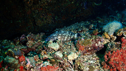 Obraz na płótnie Canvas Underwater photo of Grouper fish at the reef