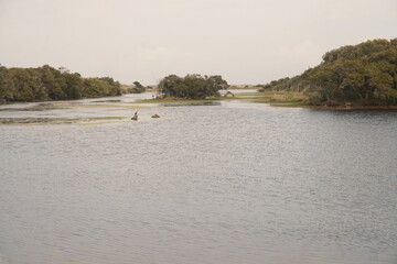 Salt Water Tidal Pond with Birds, Grasses and Trees in Daylight