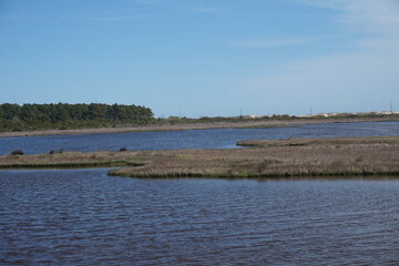 Tidal Pools, Dunes, Ponderosa Pines, Grasses at Beach in Daylight