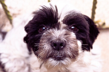 Adult dog with affectionate face outdoors, faithful friend look.