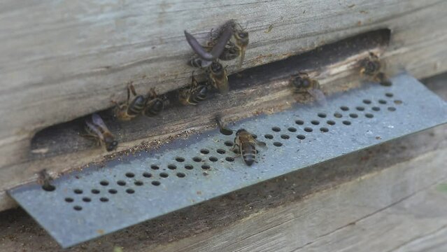 Abejas haciendo las labores de primavera en la colmena.