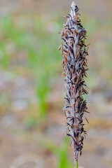 Naklejka premium チガヤ（Imperata cylindrica）の花穂のマクロ写真／イネ科【4月・日本】