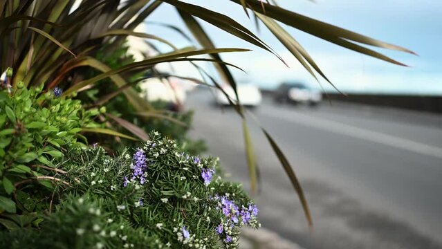 Pavement level view of planter with out of focus background of busy traffic Glategny Esplanade St Peter Port Guernsey looking north and seaward with purple flowers