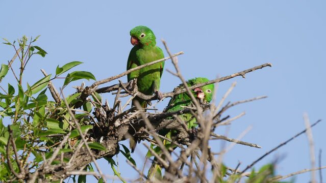 Close up shot of two love birds kissing each other by touching their beaks together, white-eyed parakeet, psittacara leucophthalmus displaying courtship behavior on top of the tree during daytime. 