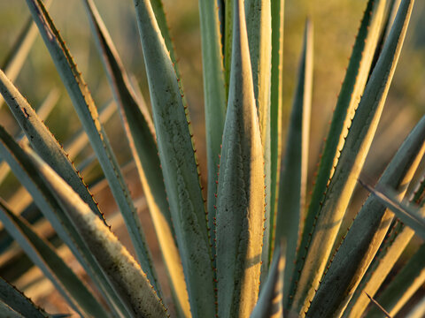 Sembradio de agave azul para la elaboracion de tequila.