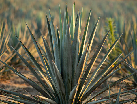 Sembradio de agave azul para la elaboracion de tequila.