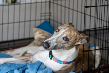 Whippet relaxing in a dog crate