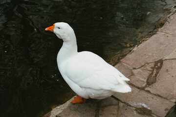 white goose in the water
