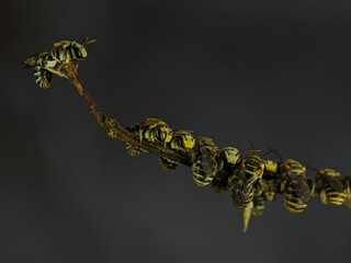 A group of stingless bees resting on a tree branch.